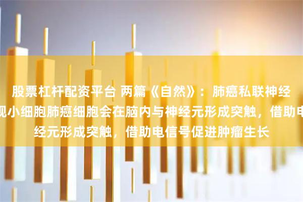 股票杠杆配资平台 两篇《自然》:肺癌私联神经元!科学家首次发现小细胞肺癌细胞会在脑内与神经元形成突触,借助电信号促进肿瘤生长