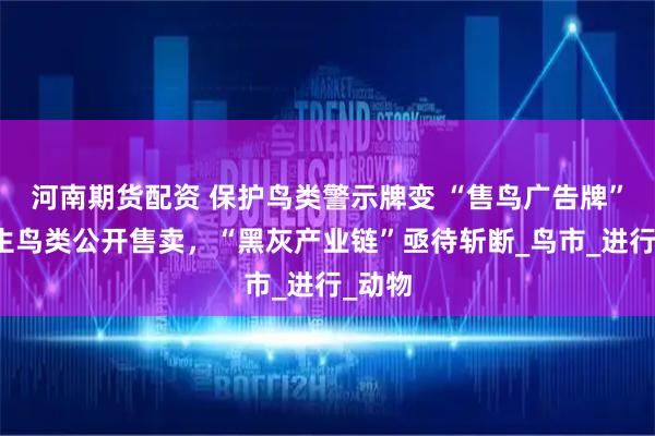 河南期货配资 保护鸟类警示牌变 “售鸟广告牌”，野生鸟类公开售卖，“黑灰产业链”亟待斩断_鸟市_进行_动物